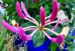 Honeysuckle