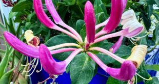 Honeysuckle