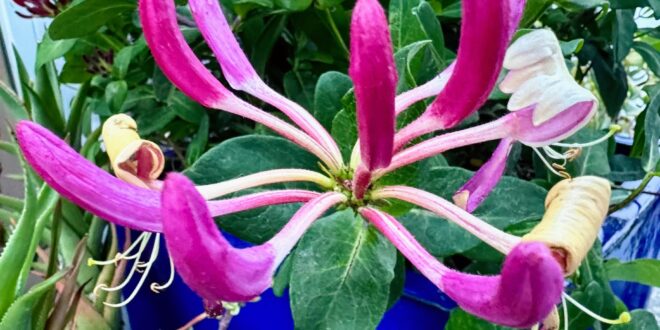 Honeysuckle