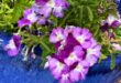 Verbena Firehouse Purple Fizz