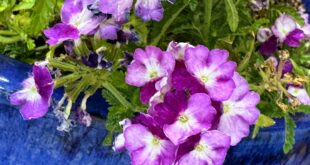 Verbena Firehouse Purple Fizz