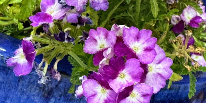 Verbena Firehouse Purple Fizz